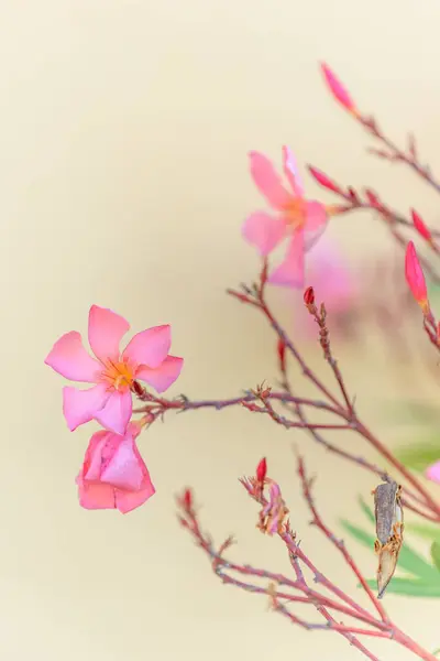 Όμορφος Θάμνος Λουλουδιών Πικροδάφνης Χρώμα Σολομού — Φωτογραφία Αρχείου