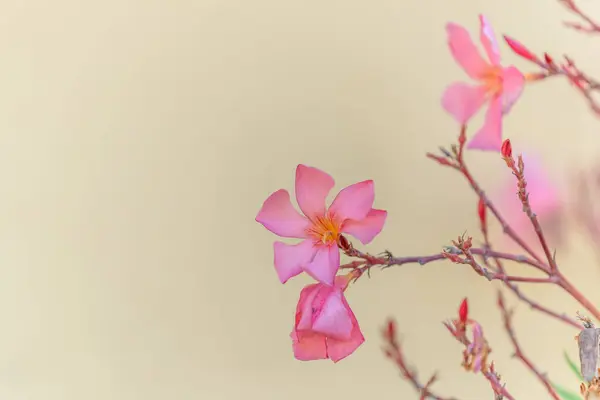 Όμορφος Θάμνος Λουλουδιών Πικροδάφνης Χρώμα Σολομού — Φωτογραφία Αρχείου