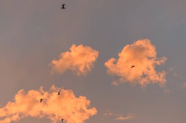 Atlantik kıyısında gün batımında turuncu bir gökyüzünde uçan martılar..