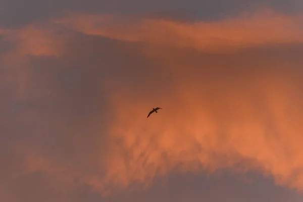 Gulls Flight Orange Sky Sunset Atlantic Coast — Stock fotografie