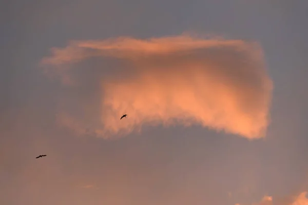 Gulls Flight Orange Sky Sunset Atlantic Coast — Stock Photo, Image