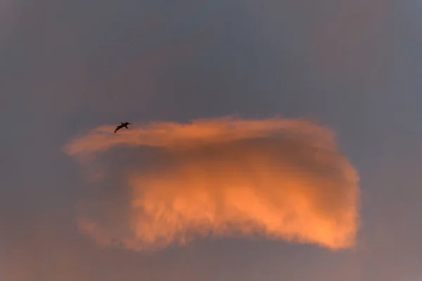 Gaivotas Voo Num Céu Laranja Pôr Sol Costa Atlântica — Fotografia de Stock