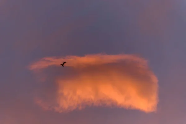 在大西洋海岸的黄昏时分 海鸥在橙色的天空中飞翔 — 图库照片