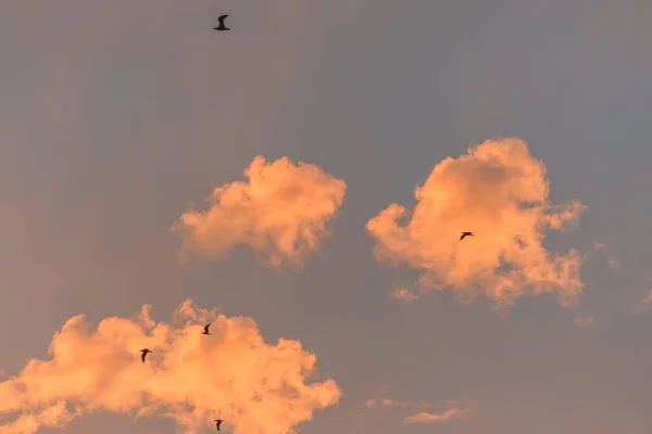 Gulls in flight in an orange sky at sunset at the atlantic coast.