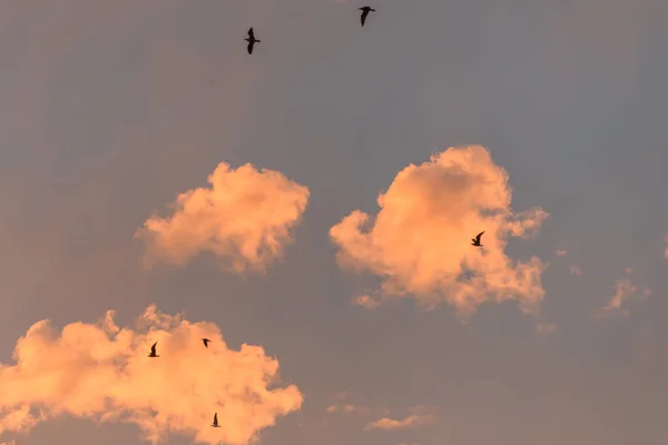 Mouettes Vol Dans Ciel Orange Coucher Soleil Sur Côte Atlantique — Photo