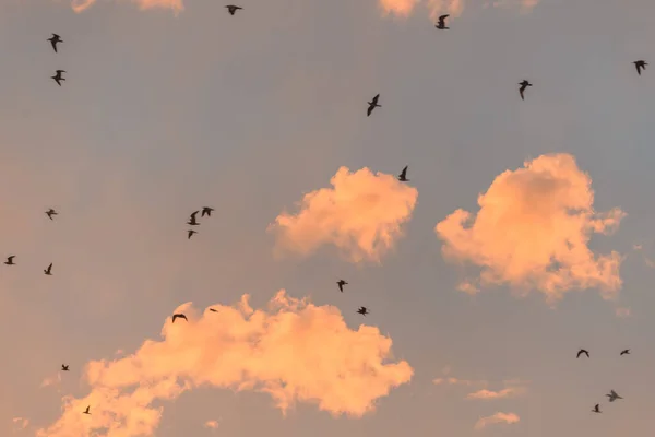 在大西洋海岸的黄昏时分 海鸥在橙色的天空中飞翔 — 图库照片