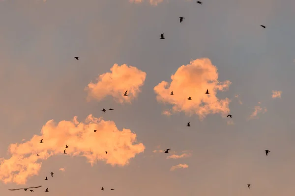 Atlantik Kıyısında Gün Batımında Turuncu Bir Gökyüzünde Uçan Martılar — Stok fotoğraf