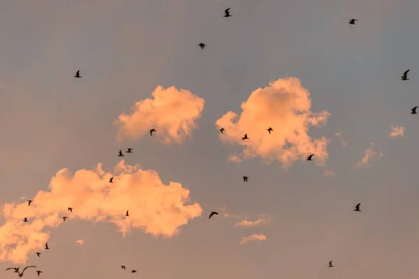 Gabbiani Volo Cielo Arancione Tramonto Sulla Costa Atlantica — Foto Stock