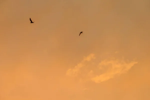 Чаи Полете Оранжевом Небе Закате Атлантическом Побережье — стоковое фото