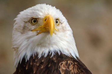 Kel kafalı kartal, arka planda bulanıklık olan yakın çekim.