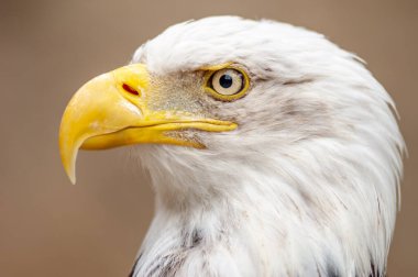 Kel kafalı kartal, arka planda bulanıklık olan yakın çekim.