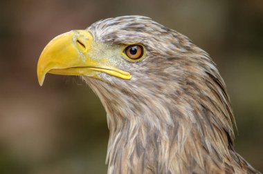 Yetişkin beyaz kuyruklu kartalın baş detayı
