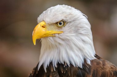 Kel kafalı kartal, arka planda bulanıklık olan yakın çekim.