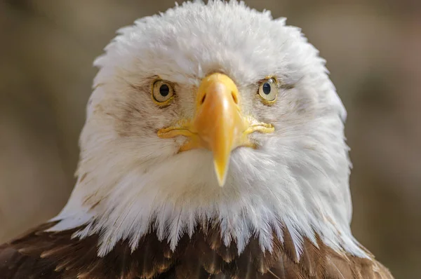 Bald Headed Eagle, close up shot with blurred background