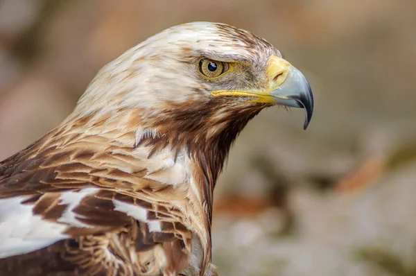 Портрет Иберийского Имперского Орла — стоковое фото