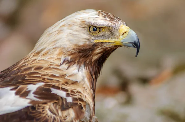 Portret Van Iberische Keizerlijke Adelaar Backgroud — Stockfoto