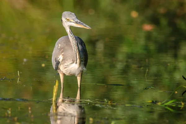 Gray heron fishing in a pond in the Alsace plain in France.