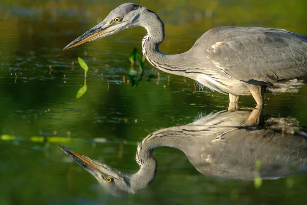 Gray heron fishing in a pond in the Alsace plain in France.