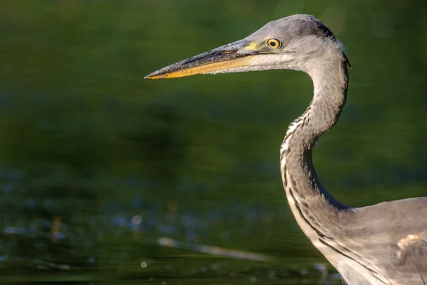 Gray heron fishing in a pond in the Alsace plain in France.