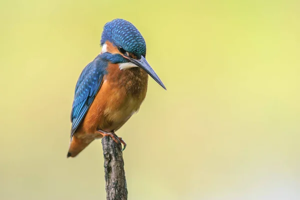 Kingfisher Empoleirado Ramo Acima Água Uma Lagoa — Fotografia de Stock