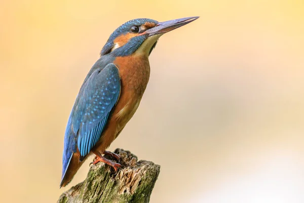 Kingfisher Empoleirado Ramo Acima Água Uma Lagoa — Fotografia de Stock