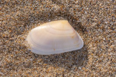 Provence 'deki Camargue plajındaki telgraflar..