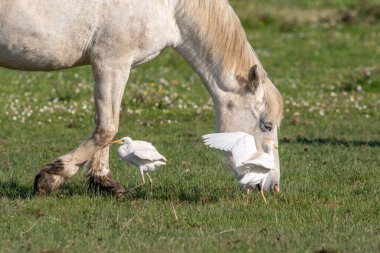 Camargue Ulusal Parkı 'ndaki Kamp Atı Portresi.