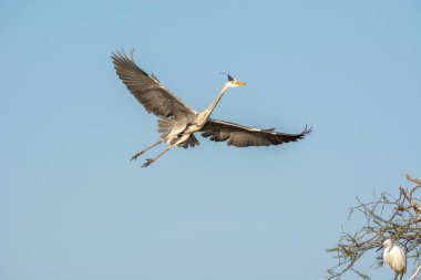 Gri balıkçıl ilkbaharda Camargue Ulusal Parkı 'nda uçuyor..