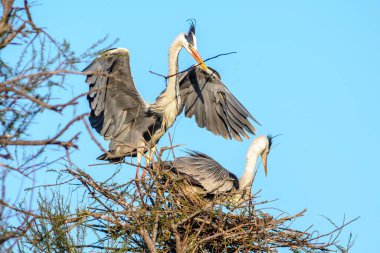 Camargue Ulusal Parkı 'nda kur yapma mevsiminde yuva yapan gri balıkçıllar.