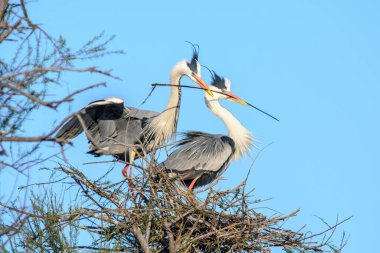 Camargue Ulusal Parkı 'nda kur yapma mevsiminde yuva yapan gri balıkçıllar.