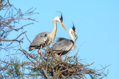 Camargue Ulusal Parkı 'nda kur yapma mevsiminde yuva yapan gri balıkçıllar.