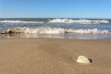 Camargue sahilinde bir deniz kabuğu..