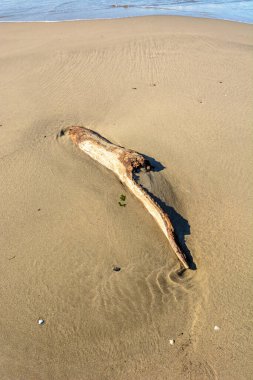 Camargue 'de bir plajda sürükleniyordu..
