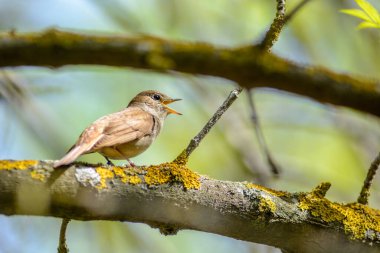 Bülbül ötüyor, gagasını açmış, Camargue 'de bir dalda oturuyor..