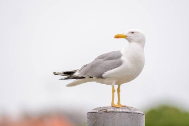 Sarı bacaklı martı Fransa 'da Grau du Roi limanında bir direkte
