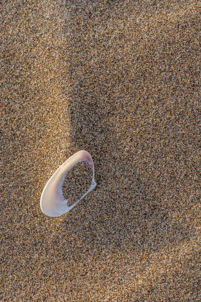 Tellines Pláži Camargue Provence — Stock fotografie