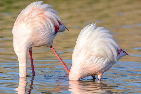 Porträt Eines Flamingos Einem Sumpf Der Camargue Tier Natürlichen Lebensraum — Stockfoto