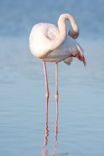Camargue bataklığında bir flamingo portresi. Fransa 'nın doğal ortamında bir hayvan..