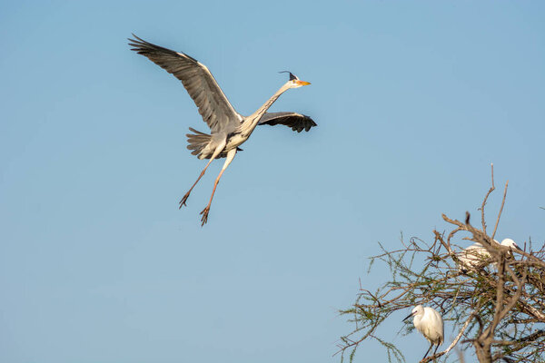 Gray heron in flight in the Camargue national park in spring.