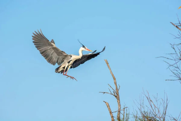 Szürke Gém Repül Camargue Nemzeti Parkban Tavasszal — Stock Fotó