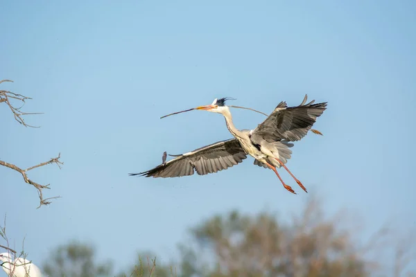 Garza Gris Construyendo Nido Parque Nacional Camargue —  Fotos de Stock