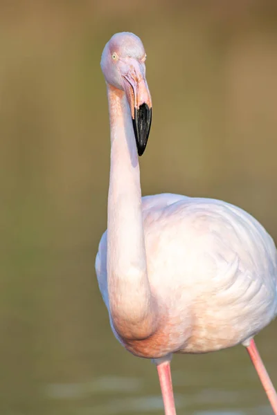 Portrait Flamant Rose Dans Marais Camarguais Animal Dans Habitat Naturel — Photo