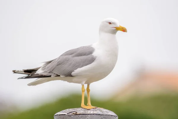 Gaivota Pernas Amarelas Num Poste Porto Grau Roi França — Fotografia de Stock