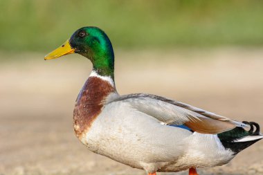 Baharda Camargue 'de bir gölde erkek yaban ördeği..