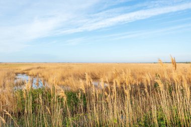 Scamandre Bölgesel Doğa Koruma Alanında Reed yatağı.