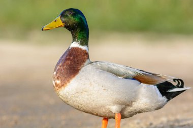 Baharda Camargue 'de bir gölde erkek yaban ördeği..