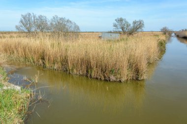 Scamandre Bölgesel Doğa Koruma Alanında Reed yatağı.