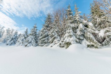 Kışın karlı dağda firavun ormanı. Fransa, Vosges