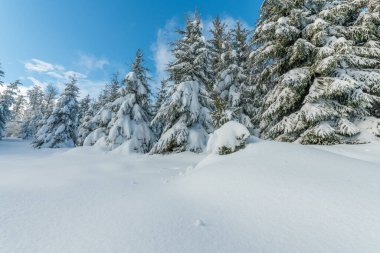 Kışın karlı dağda firavun ormanı. Fransa, Vosges