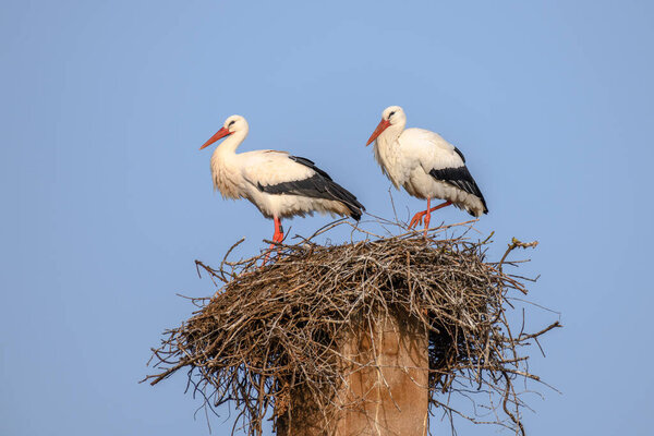 Белый аист в период ухаживания в начале весны, Франция, Эльзас.